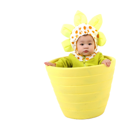 RENT-C168 Baby Sunflower